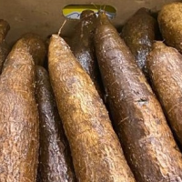 Cassava