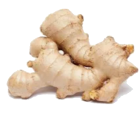 FRESH GINGER